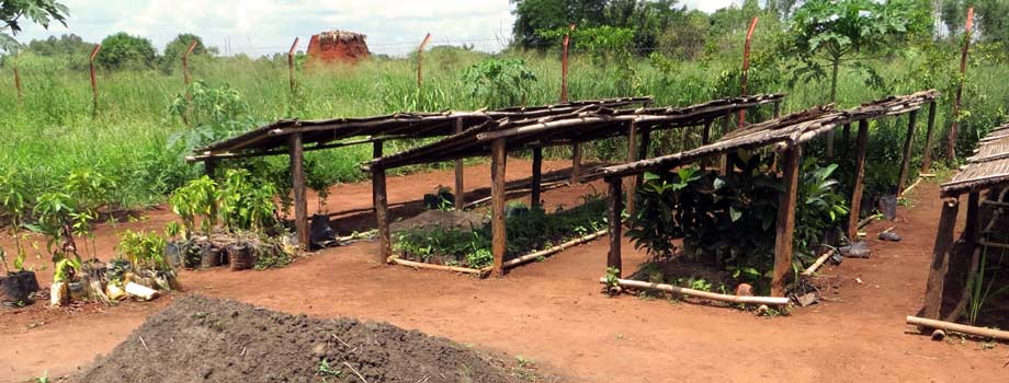 Our nursery beds